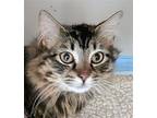 Leo, Maine Coon For Adoption In Anacortes, Washington