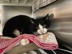 Lucas, Domestic Shorthair For Adoption In Baltimore, Maryland