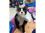 Mahjong, Domestic Shorthair For Adoption In Baltimore, Maryland