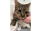Melody, Domestic Shorthair For Adoption In Baltimore, Maryland