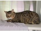 Jazz, Domestic Shorthair For Adoption In Baltimore, Maryland