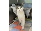 Frank(frey), Domestic Shorthair For Adoption In Baltimore, Maryland