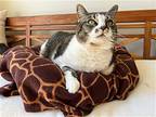 Bella, Domestic Shorthair For Adoption In Anacortes, Washington