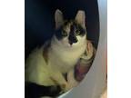 Snickers, Domestic Shorthair For Adoption In Baltimore, Maryland