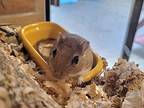 Gerry Patrick, Gerbil For Adoption In West Vancouver, British Columbia