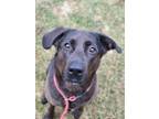 Daya, Labrador Retriever For Adoption In Wausau, Wisconsin