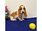Basset Hound Puppy for sale in Subiaco, AR, USA