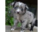 Miniature Australian Shepherd Puppy for sale in Celina, OH, USA