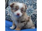 Australian Shepherd Puppy for sale in Celina, OH, USA