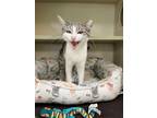 Willow, Domestic Shorthair For Adoption In Madera, California