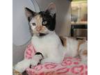 Penelope, Domestic Shorthair For Adoption In Des Moines, Iowa