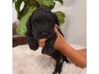 Portuguese Water Dog Puppy for sale in Atmore, AL, USA