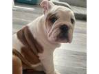 Bulldog Puppy for sale in Washington Court House, OH, USA