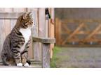 barn Cats*, Domestic Mediumhair For Adoption In Yakima, Washington
