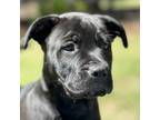 Jack, Labrador Retriever For Adoption In Atlanta, Georgia