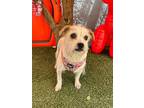 Norma Jean, Border Terrier For Adoption In Carlsbad, California