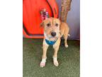 Chowder, Terrier (unknown Type, Medium) For Adoption In Carlsbad, California