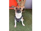 Johnny, Rat Terrier For Adoption In Carlsbad, California