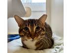 Adopt Cowabunga a Domestic Short Hair