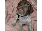 German Shorthaired Pointer Puppy for sale in New Port Richey, FL, USA