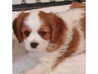Cavalier King Charles Spaniel Puppy for sale in Valdese, NC, USA