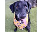 Adopt Tramp a Labrador Retriever, Mixed Breed