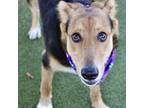 Adopt Chase a Mixed Breed