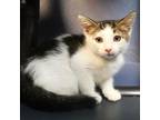 Adopt Doodles a Domestic Short Hair