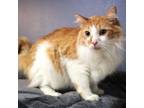 Adopt Salmon a Domestic Long Hair