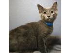 Adopt Tartan a Domestic Medium Hair