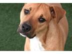 Adopt SCRAPPY a Labrador Retriever, Mixed Breed