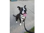 Adopt MILO a Pit Bull Terrier