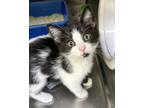 Adopt Skunk a Domestic Short Hair