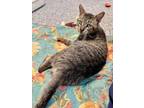 Adopt SQUIDWARD a Domestic Short Hair