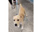 Adopt TWIZZLER a Mixed Breed