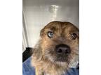 Adopt BOWIE a Mixed Breed