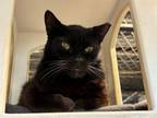 Adopt SHADOW a Domestic Medium Hair