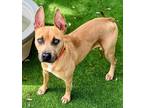 Adopt DIESEL a Mixed Breed