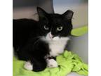 Adopt Zorro a Domestic Short Hair