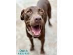 Adopt DUSK a Labrador Retriever, Mixed Breed