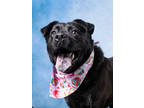 Adopt Arthur a Labrador Retriever, Mixed Breed