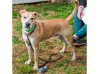 Adopt Snickers Delight a Mixed Breed