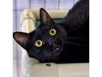 Adopt Jack -- Bonded Buddy With Rob a Domestic Short Hair