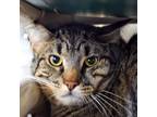 Adopt Rob -- Bonded Buddy With Jack a Domestic Short Hair