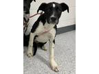 Adopt Quill a Border Collie, Mixed Breed
