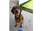 Adopt Buster 41284 a Coonhound
