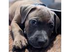 Adopt Braven a Pit Bull Terrier, Mixed Breed