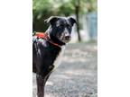 Adopt Rend Lake a Labrador Retriever, Mixed Breed