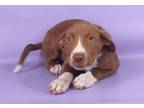 Adopt Harrison a Chesapeake Bay Retriever, Mixed Breed