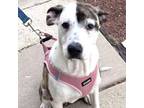 Adopt Lemonade a Pit Bull Terrier